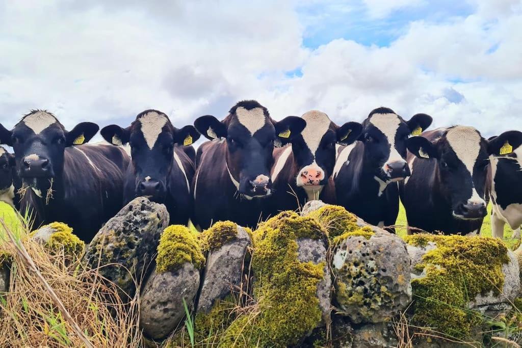 Meadow Lane Daire Sligo Dış mekan fotoğraf