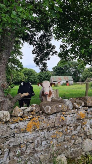 Meadow Lane Daire Sligo Dış mekan fotoğraf